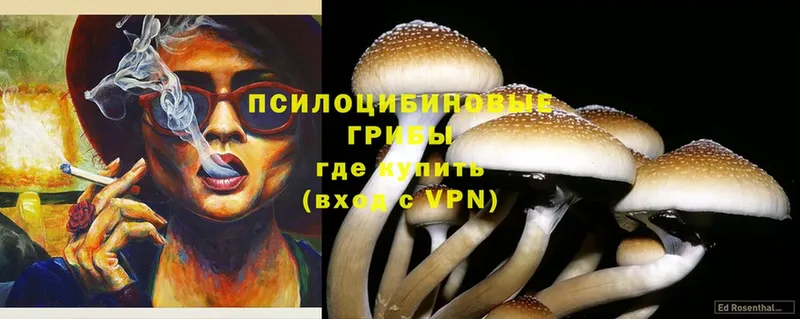 купить   Заводоуковск  Галлюциногенные грибы Magic Shrooms 